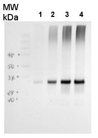 AOX1/2 | Plant alternative oxidase 1 and 2 in the group Antibodies Plant/Algal / Mitochondria | Respiration at Agrisera AB (Antibodies for research) (AS04 054)